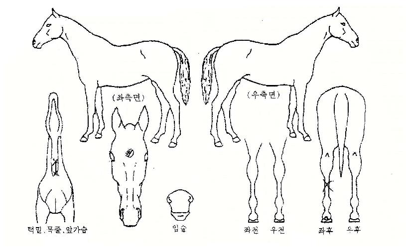ÃÖ»ó¿ë¸ÍÀÇ Ãø¸é,¿ì¸é,µÞ¸é,µÎ»ó,´Ù¸®ÀÇ Æ¯Â¡µµÇØ