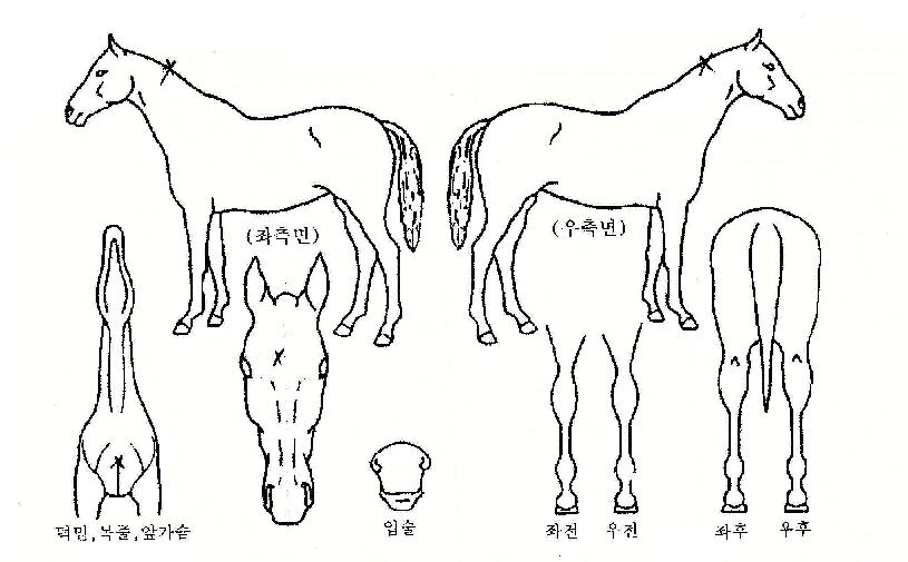 ´Ù½ÃÇѹøÀÇ Ãø¸é,¿ì¸é,µÞ¸é,µÎ»ó,´Ù¸®ÀÇ Æ¯Â¡µµÇØ
