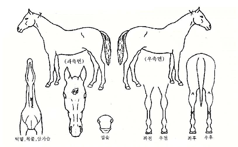 �Ƿ¹����� ����,���,�޸�,�λ�,�ٸ��� Ư¡����