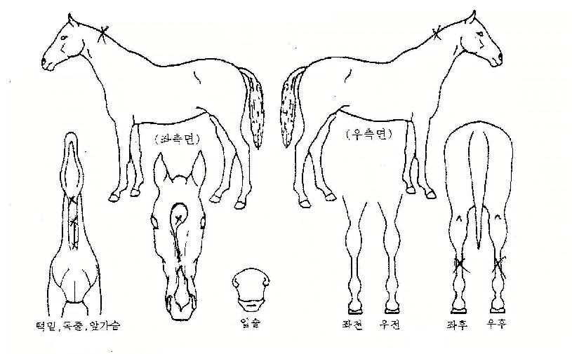 ��Űè���� ����,���,�޸�,�λ�,�ٸ��� Ư¡����