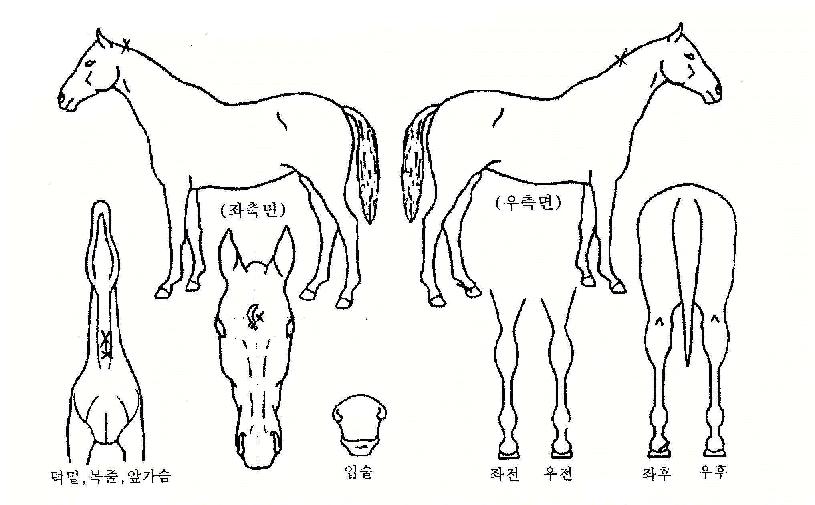 ±â´ëÀÛÀÇ Ãø¸é,¿ì¸é,µÞ¸é,µÎ»ó,´Ù¸®ÀÇ Æ¯Â¡µµÇØ