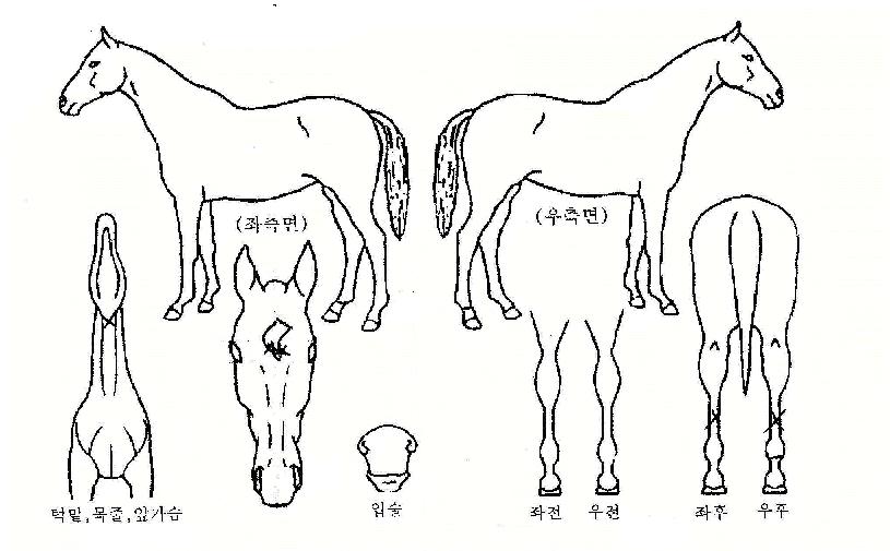 ±â´ë¸¸Á¡ÀÇ Ãø¸é,¿ì¸é,µÞ¸é,µÎ»ó,´Ù¸®ÀÇ Æ¯Â¡µµÇØ