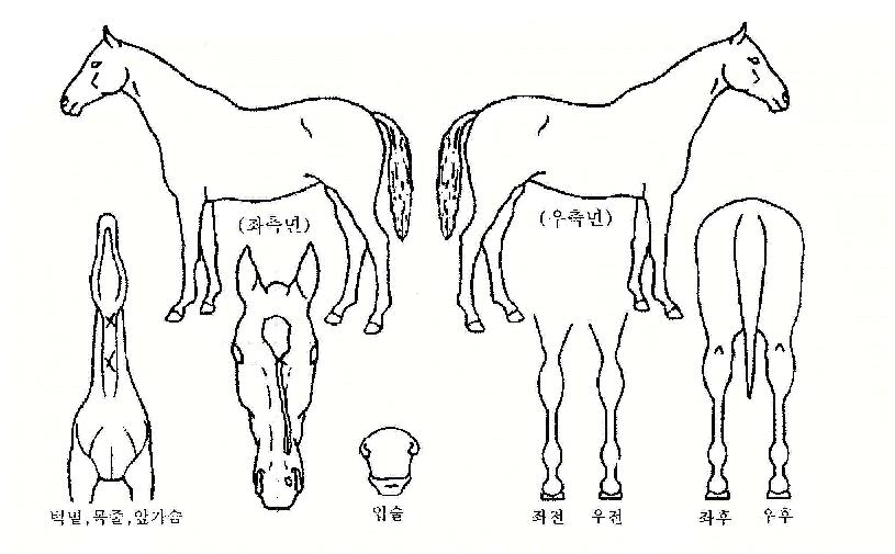 ³¶º¸ÀÇ Ãø¸é,¿ì¸é,µÞ¸é,µÎ»ó,´Ù¸®ÀÇ Æ¯Â¡µµÇØ