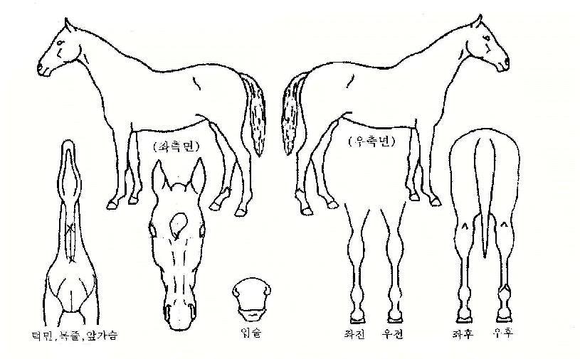 �����ֵ��� ����,���,�޸�,�λ�,�ٸ��� Ư¡����