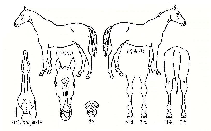 ´ºÅ¸¶óÀÇ Ãø¸é,¿ì¸é,µÞ¸é,µÎ»ó,´Ù¸®ÀÇ Æ¯Â¡µµÇØ