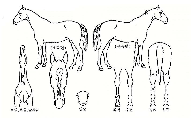 ¼¼ºì±Û·Î¸®ÀÇ Ãø¸é,¿ì¸é,µÞ¸é,µÎ»ó,´Ù¸®ÀÇ Æ¯Â¡µµÇØ