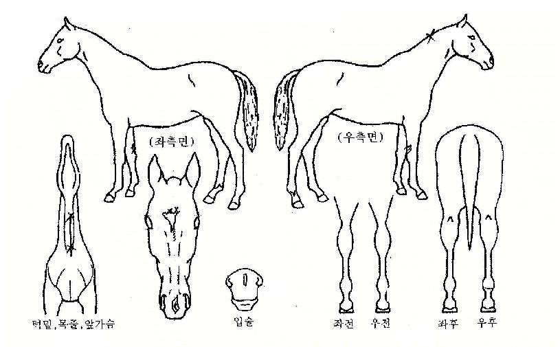 ó��ó���� ����,���,�޸�,�λ�,�ٸ��� Ư¡����