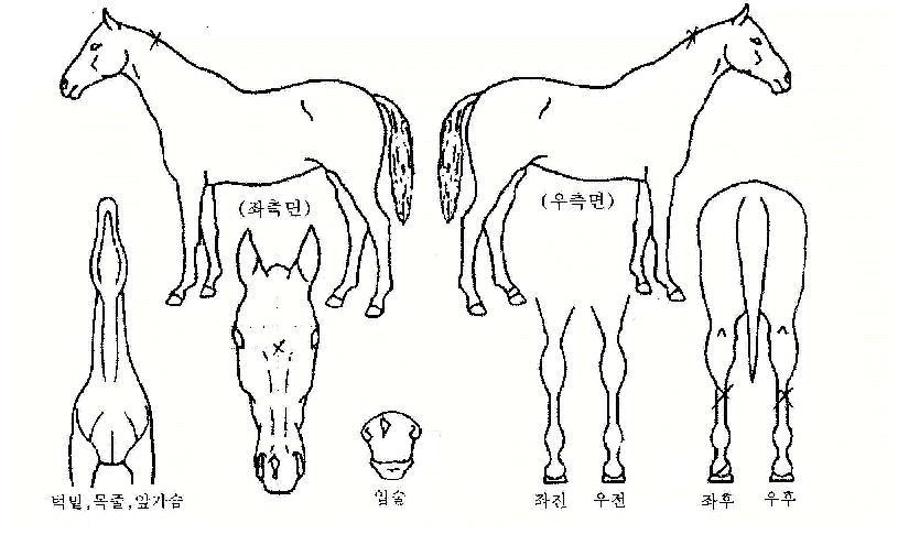 Ư�޸����� ����,���,�޸�,�λ�,�ٸ��� Ư¡����