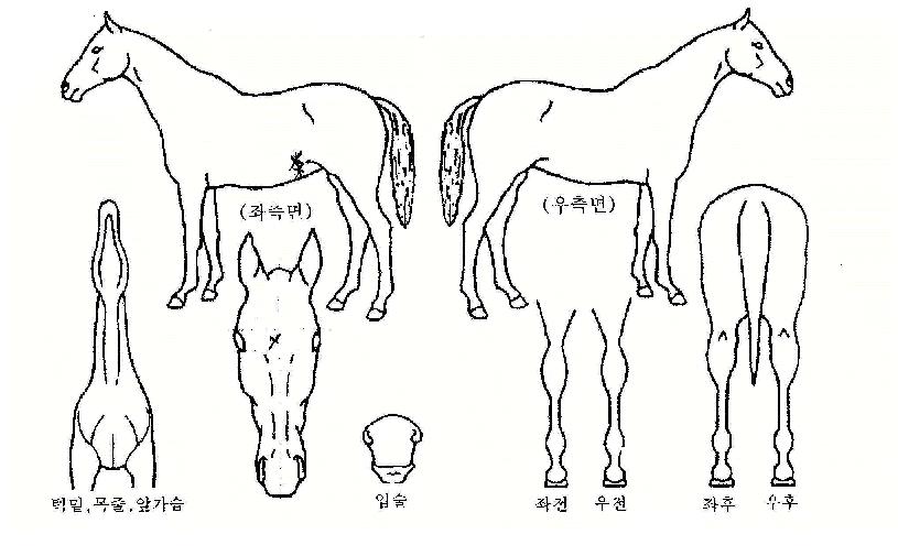 ÀÏÁÖ¼º°øÀÇ Ãø¸é,¿ì¸é,µÞ¸é,µÎ»ó,´Ù¸®ÀÇ Æ¯Â¡µµÇØ