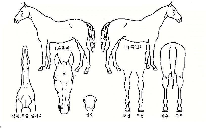Ÿ¶óÅ×Å©ÀÇ Ãø¸é,¿ì¸é,µÞ¸é,µÎ»ó,´Ù¸®ÀÇ Æ¯Â¡µµÇØ