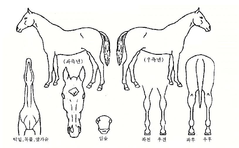 ÇÙ¹ßÁøÀÇ Ãø¸é,¿ì¸é,µÞ¸é,µÎ»ó,´Ù¸®ÀÇ Æ¯Â¡µµÇØ