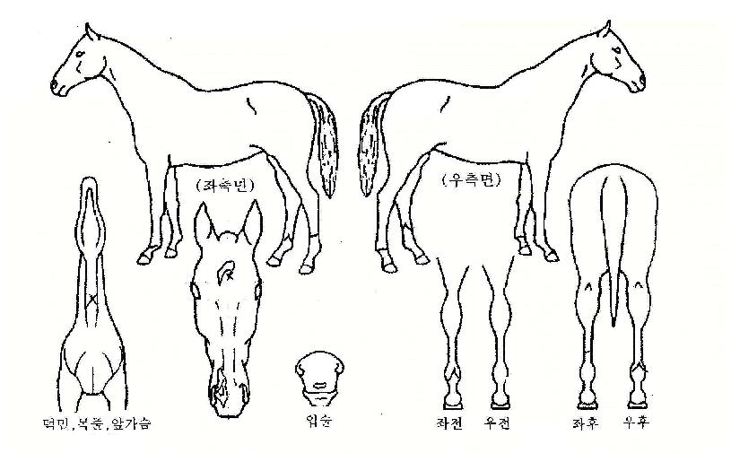 ÇÏÀ̵å·Î´Ï½ºÀÚ¸¶ÀÇ Ãø¸é,¿ì¸é,µÞ¸é,µÎ»ó,´Ù¸®ÀÇ Æ¯Â¡µµÇØ