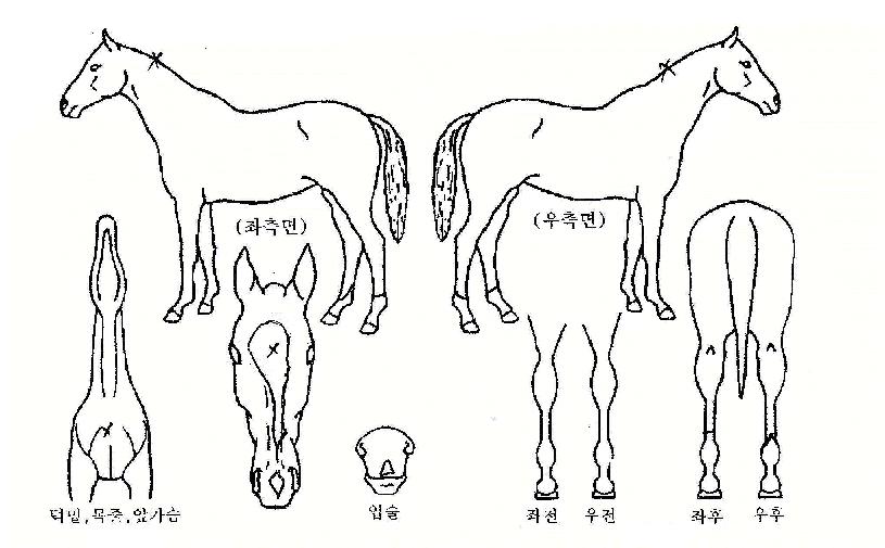 ÈǶó¿ÐÃ÷ÀÇ Ãø¸é,¿ì¸é,µÞ¸é,µÎ»ó,´Ù¸®ÀÇ Æ¯Â¡µµÇØ