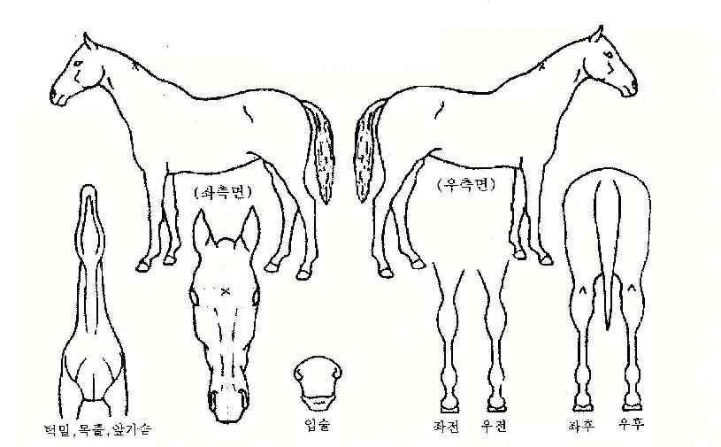 µçº°ÀÇ Ãø¸é,¿ì¸é,µÞ¸é,µÎ»ó,´Ù¸®ÀÇ Æ¯Â¡µµÇØ