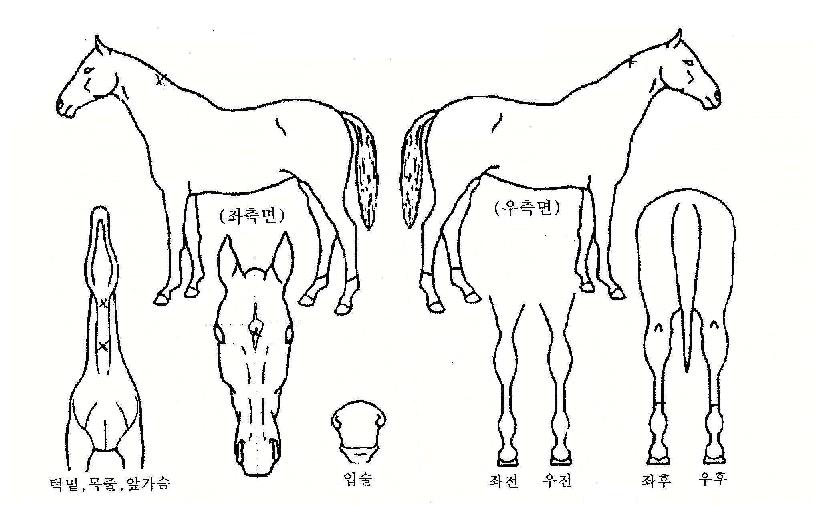 ȲÅÂÀÚÀÇ Ãø¸é,¿ì¸é,µÞ¸é,µÎ»ó,´Ù¸®ÀÇ Æ¯Â¡µµÇØ