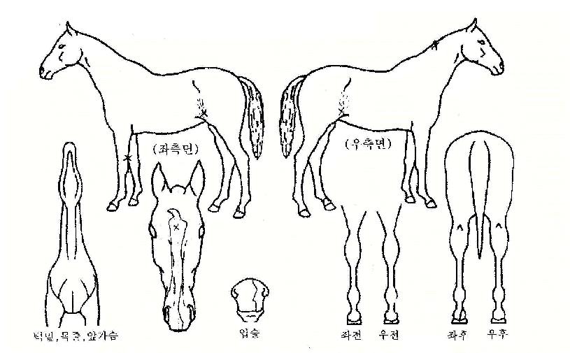 Âî·¯±âÀÇ Ãø¸é,¿ì¸é,µÞ¸é,µÎ»ó,´Ù¸®ÀÇ Æ¯Â¡µµÇØ