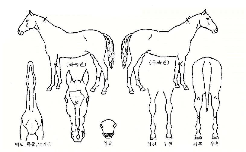 ������ ����,���,�޸�,�λ�,�ٸ��� Ư¡����