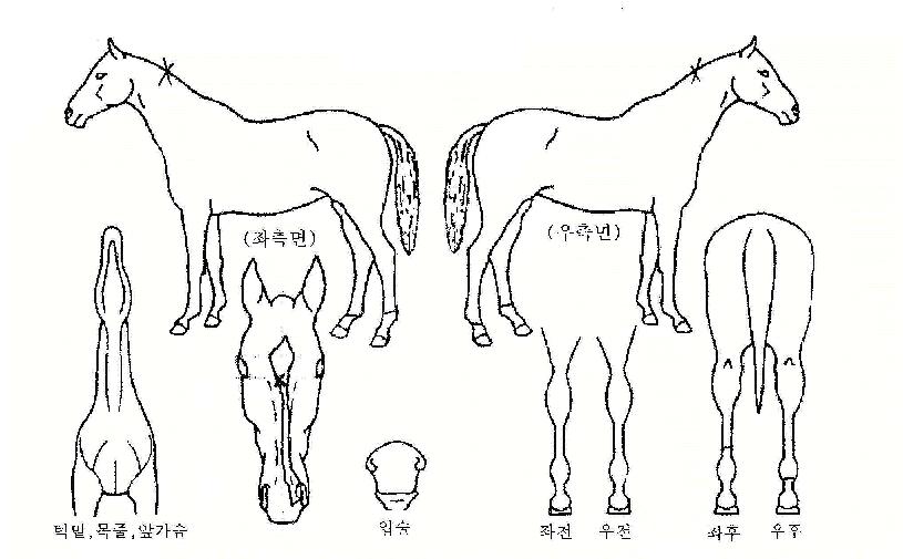 ��������� ����,���,�޸�,�λ�,�ٸ��� Ư¡����