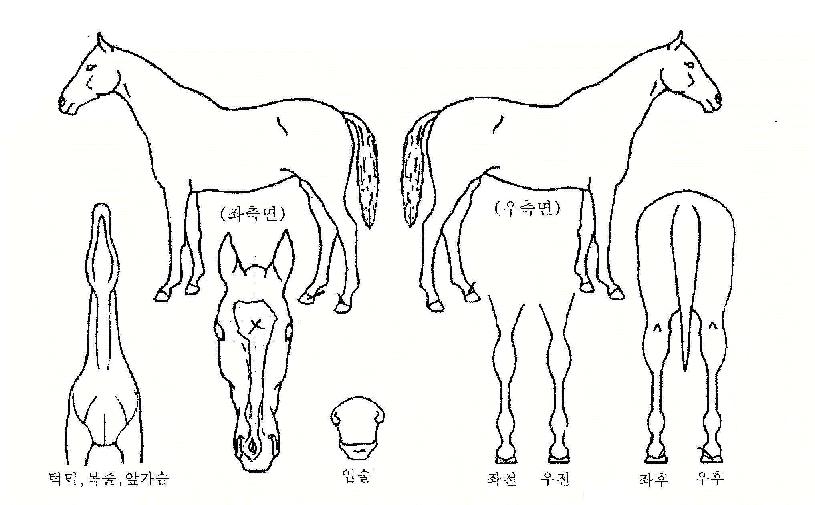 ¹ÚÁø·ÂÀÇ Ãø¸é,¿ì¸é,µÞ¸é,µÎ»ó,´Ù¸®ÀÇ Æ¯Â¡µµÇØ