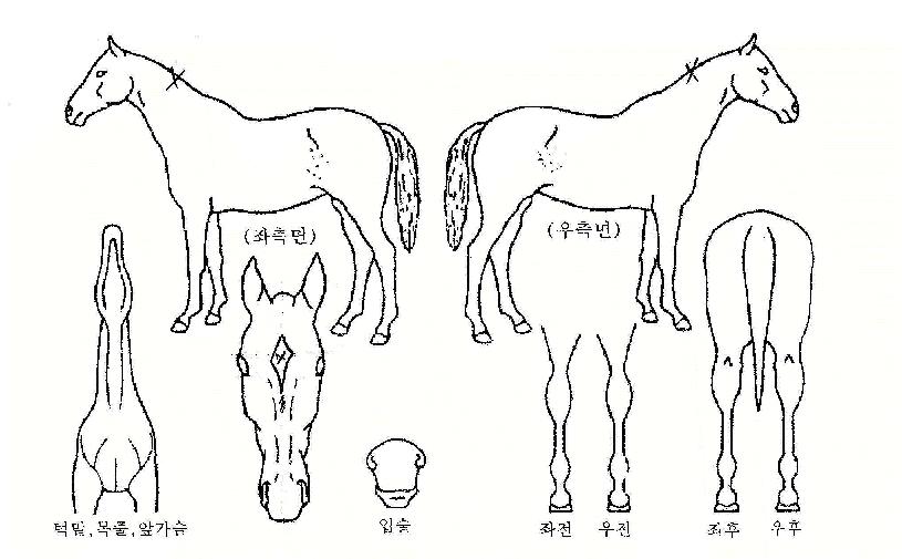 ���ɴ���� ����,���,�޸�,�λ�,�ٸ��� Ư¡����