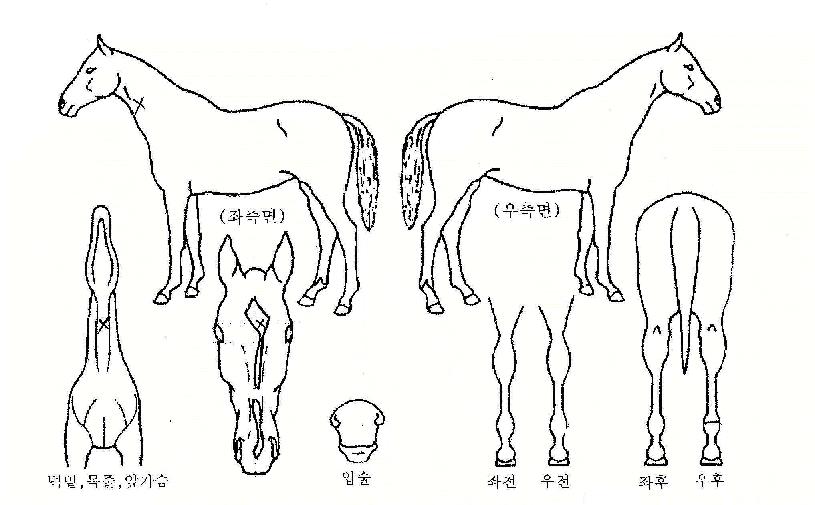 ´ëdz¿îÀÇ Ãø¸é,¿ì¸é,µÞ¸é,µÎ»ó,´Ù¸®ÀÇ Æ¯Â¡µµÇØ