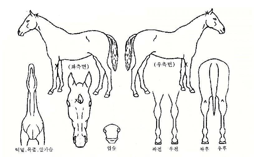 ��޻��� ����,���,�޸�,�λ�,�ٸ��� Ư¡����