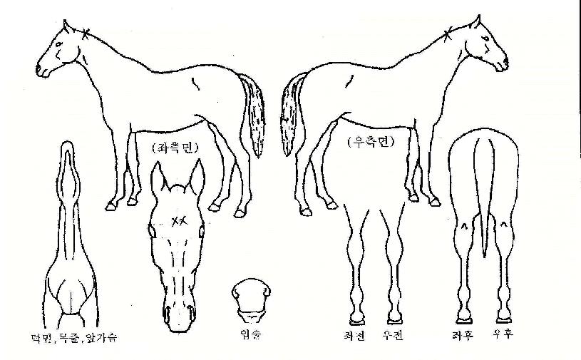 �̷������� ����,���,�޸�,�λ�,�ٸ��� Ư¡����