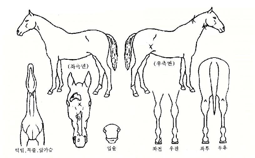 ¿î¾Ç½ÅÈÀÇ Ãø¸é,¿ì¸é,µÞ¸é,µÎ»ó,´Ù¸®ÀÇ Æ¯Â¡µµÇØ