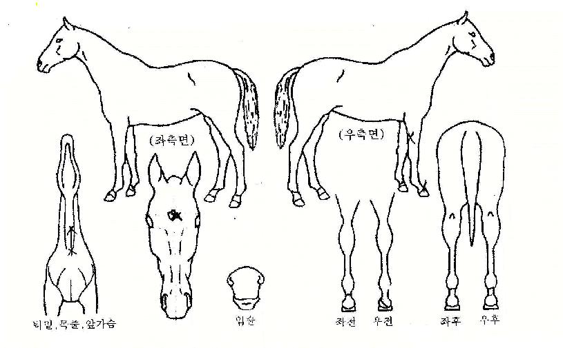 ¼º°ø½ÅÈÀÇ Ãø¸é,¿ì¸é,µÞ¸é,µÎ»ó,´Ù¸®ÀÇ Æ¯Â¡µµÇØ