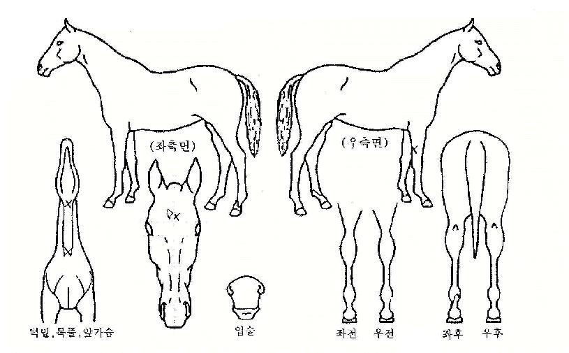 À̽ôëÃÖ°íÀÇ Ãø¸é,¿ì¸é,µÞ¸é,µÎ»ó,´Ù¸®ÀÇ Æ¯Â¡µµÇØ