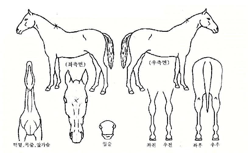 ������ ����,���,�޸�,�λ�,�ٸ��� Ư¡����