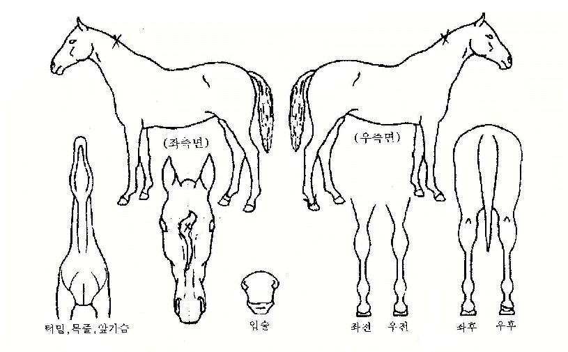 ÄŸīÀÇ Ãø¸é,¿ì¸é,µÞ¸é,µÎ»ó,´Ù¸®ÀÇ Æ¯Â¡µµÇØ