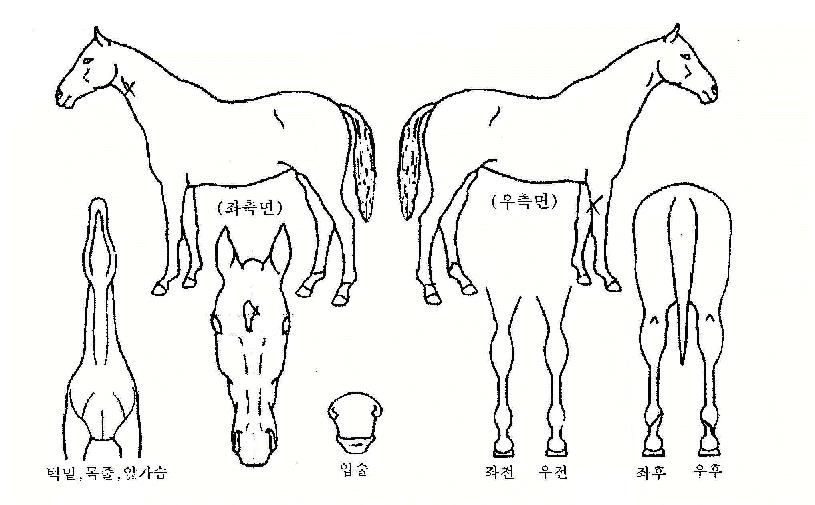 ²ÉºÀ¿ì¸®ÀÇ Ãø¸é,¿ì¸é,µÞ¸é,µÎ»ó,´Ù¸®ÀÇ Æ¯Â¡µµÇØ