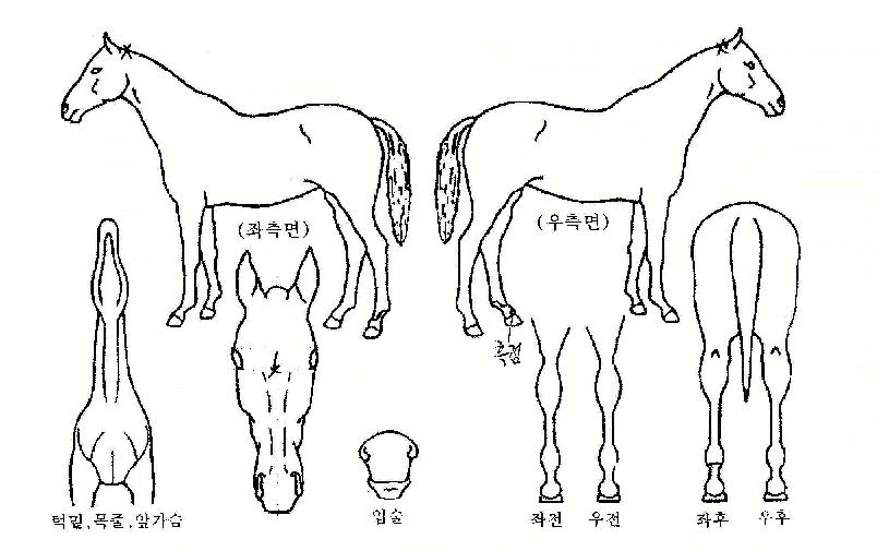 Áñ°Å¿î¸¸³²ÀÇ Ãø¸é,¿ì¸é,µÞ¸é,µÎ»ó,´Ù¸®ÀÇ Æ¯Â¡µµÇØ