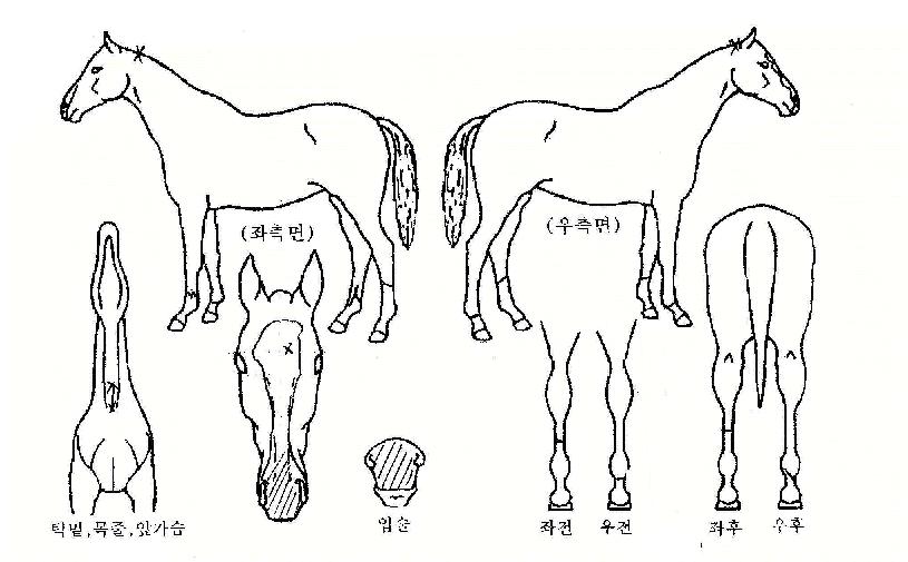 ������� ����,���,�޸�,�λ�,�ٸ��� Ư¡����