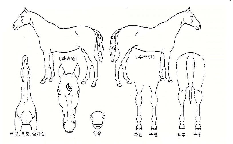 ��������� ����,���,�޸�,�λ�,�ٸ��� Ư¡����