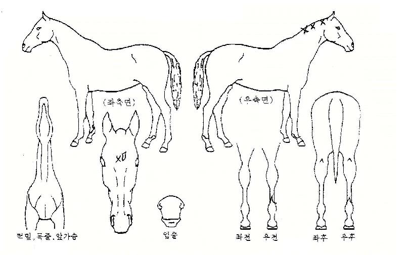 ¸ÅÁ÷ŸÀÓÀÇ Ãø¸é,¿ì¸é,µÞ¸é,µÎ»ó,´Ù¸®ÀÇ Æ¯Â¡µµÇØ