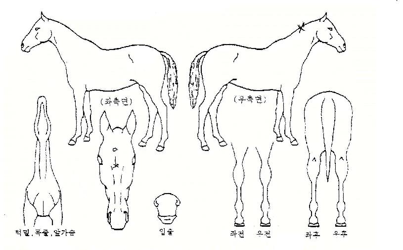 ¸Å¹ø½ÂÀÇ Ãø¸é,¿ì¸é,µÞ¸é,µÎ»ó,´Ù¸®ÀÇ Æ¯Â¡µµÇØ