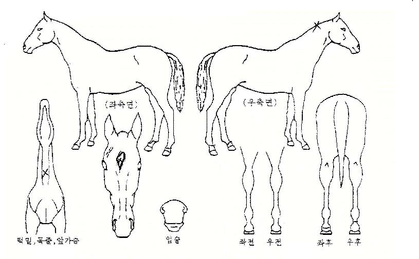 �꼺������ ����,���,�޸�,�λ�,�ٸ��� Ư¡����