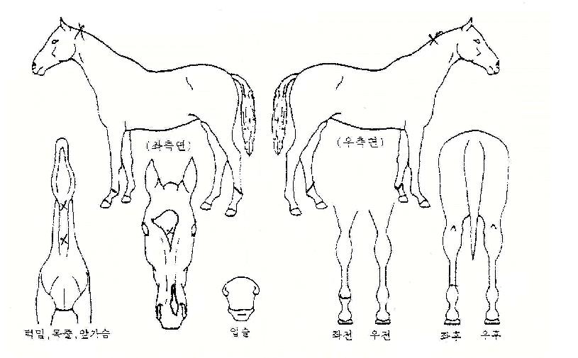 �ºαټ��� ����,���,�޸�,�λ�,�ٸ��� Ư¡����