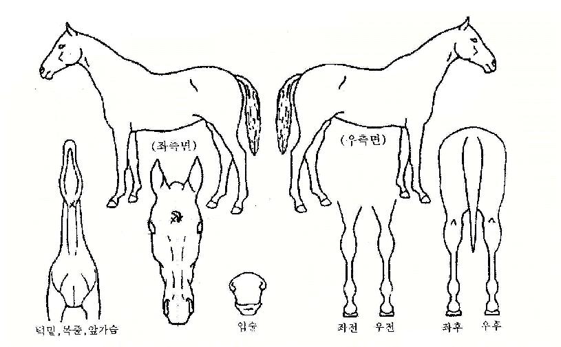 ³ªÀÌÆ®ºí·ç½ºÀÚ¸¶ÀÇ Ãø¸é,¿ì¸é,µÞ¸é,µÎ»ó,´Ù¸®ÀÇ Æ¯Â¡µµÇØ