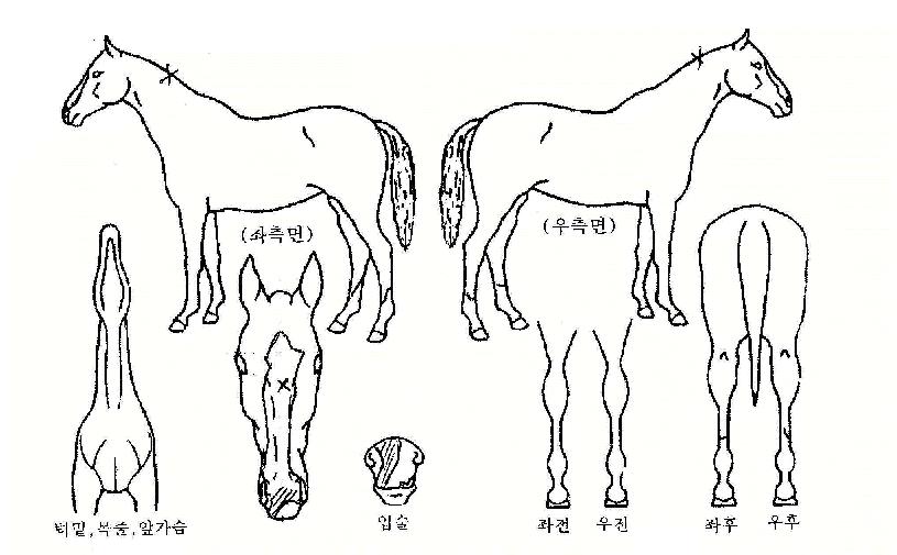 ��Ż�󸮾��ڸ��� ����,���,�޸�,�λ�,�ٸ��� Ư¡����