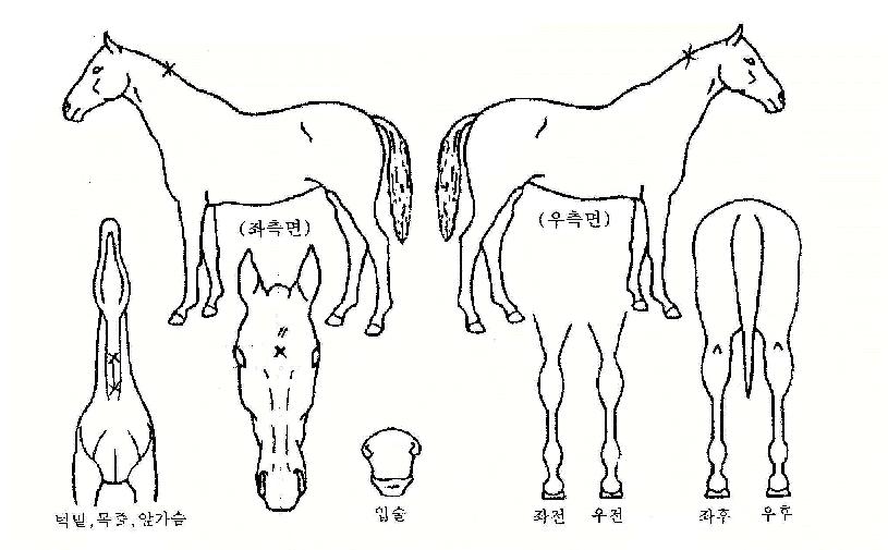 ������ ����,���,�޸�,�λ�,�ٸ��� Ư¡����