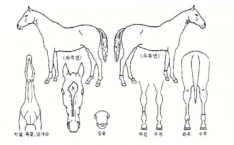 È«µµÀÇ Ãø¸é,¿ì¸é,µÞ¸é,µÎ»ó,´Ù¸®ÀÇ Æ¯Â¡µµÇØ