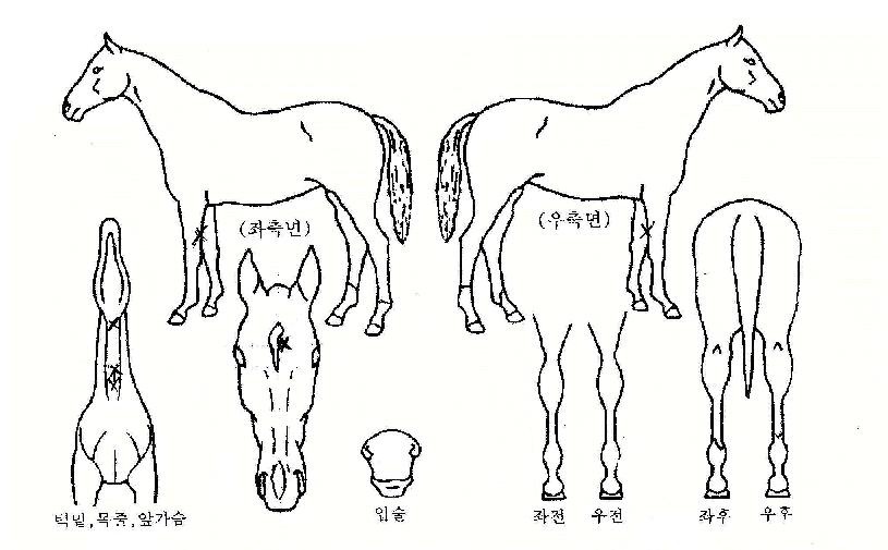 ���û��� ����,���,�޸�,�λ�,�ٸ��� Ư¡����