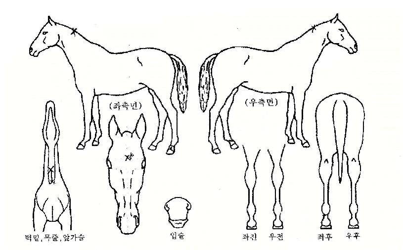 Æ÷¾Ï»êÀÇ Ãø¸é,¿ì¸é,µÞ¸é,µÎ»ó,´Ù¸®ÀÇ Æ¯Â¡µµÇØ