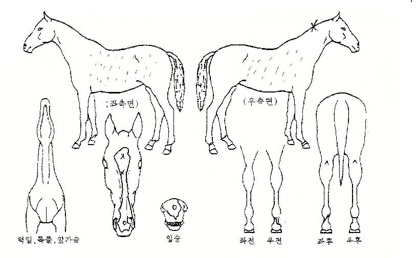 ���������� ����,���,�޸�,�λ�,�ٸ��� Ư¡����