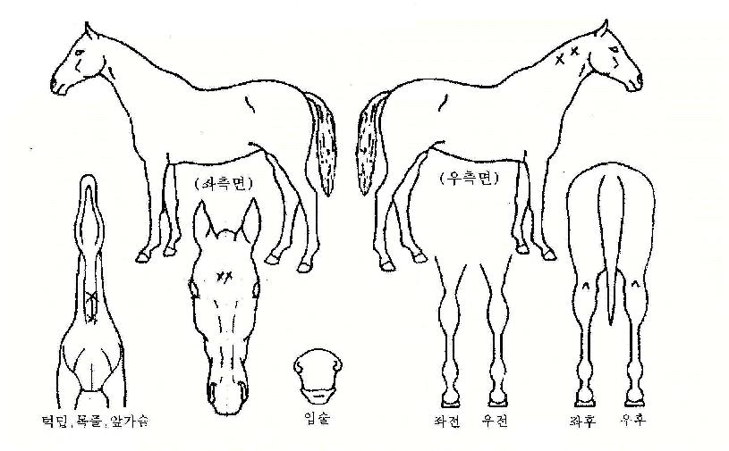 ¿ì½Â³ª·¡ÀÇ Ãø¸é,¿ì¸é,µÞ¸é,µÎ»ó,´Ù¸®ÀÇ Æ¯Â¡µµÇØ