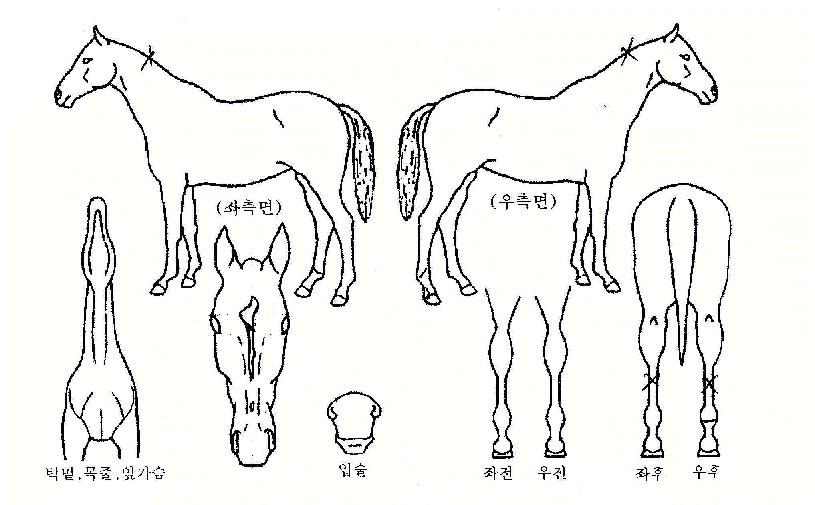 �����ƽ�� ����,���,�޸�,�λ�,�ٸ��� Ư¡����