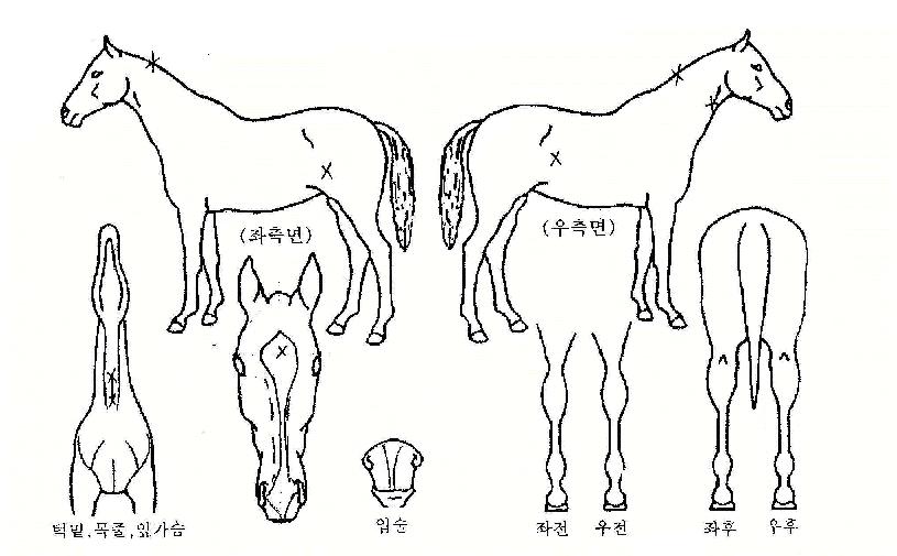 ÈæÀå¹ÌÀÚ¸¶ÀÇ Ãø¸é,¿ì¸é,µÞ¸é,µÎ»ó,´Ù¸®ÀÇ Æ¯Â¡µµÇØ